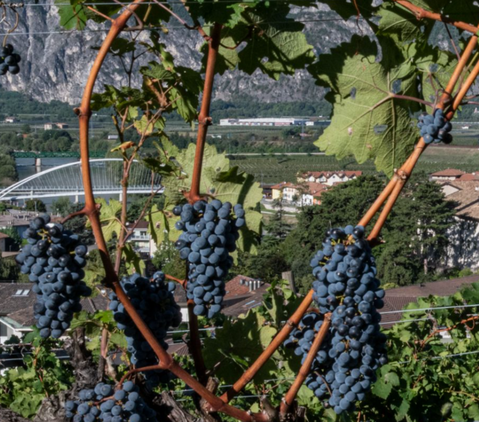 Immagine: Concorso Bacco e Minerva 