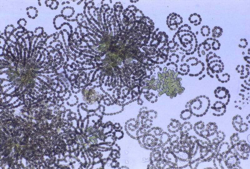 LE FIORITURE DI CIANOBATTERI POTENZIALMENTE TOSSICI NELL’AREALE ALPINO