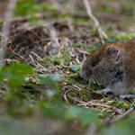 Image: 13022020-_SDF4925