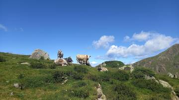 Zootecnia di montagna e sostenibilità dei sistemi produttivi trentini