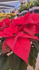 Immagine: 20260205_085926