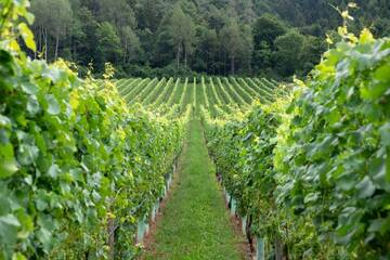 Immagine: 23 2019-Foto-Marco-Parisi-50- vigneti di Muller Thurgau a Maso Togn -br
