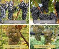 Image: 4 varietà tolleranti FEM