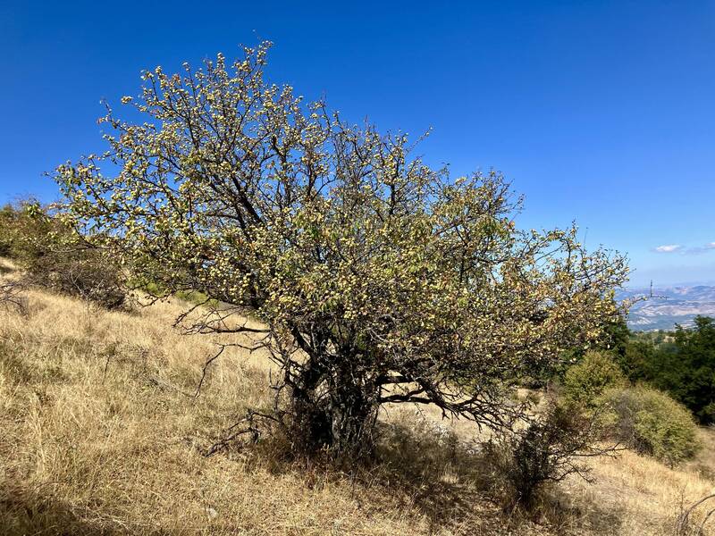 N. 1 (one) temporary position for 36 months* as Third level Researcher (R3) in the field of genomics and genetic improvement of fruit trees (402_CRI_FDV) N. 1 (one) temporary position for 36 months* as Third level Researcher (R3) in the field of genomics and genetic improvement of fruit trees (402_CRI_FDV)