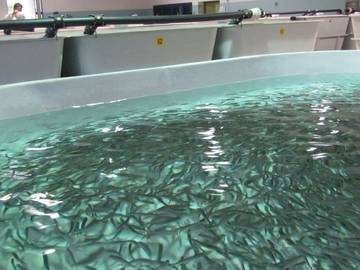 Image: A-come-Alpi-_-Un-progetto-di-bioeconomia-circolare-per-zootecnia-e-acquacoltura-e-il-punto-orto_popup
