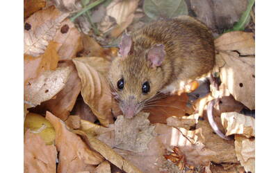 Image: A_flavicollis 1