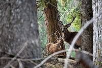 Image: AAFF Cervi 069 br