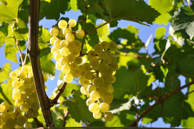 16a Giornata tecnica della vite e del vino