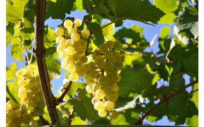 Image: agosto 2010 081