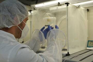 Image: allevamento-Ganaspis-1_popup