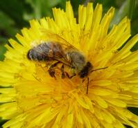 Image: Ape mellifera su Tarassaco big