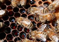 Immagine: Ape mellifere di una colonia selvaggia