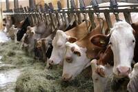 Immagine: apertura_ innovazione in stalla