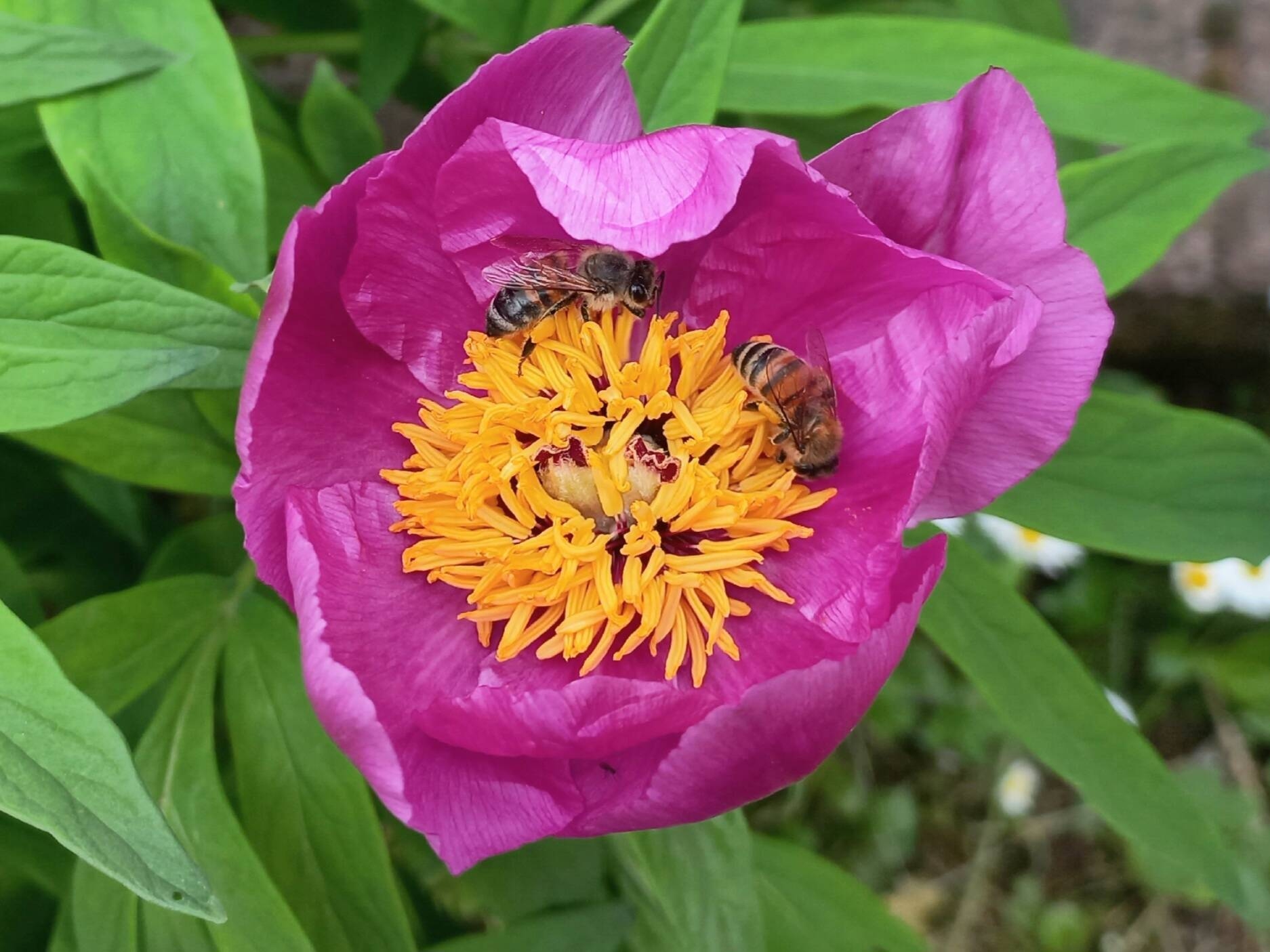 Immagine: Api mellifere su Peonia officinalis