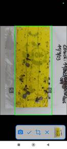 Immagine: app_ai_after - interfaccia di DigiAgriApp dopo aver scattato la foto prima di caricarla per far il conteggio di vettori della Flavescenza dorata