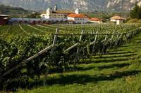 Immagine: ARCHIVIO FEM -BREGA (60)