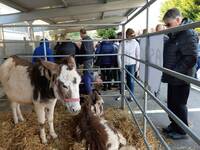 Immagine: Archivio FEM__area animali