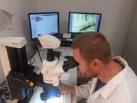 Image: attività di ricerca e monitoraggio sulle zanzare aliene - laboratori FEM