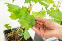 Image: biologia-fisiologia-vegetale-2022-Foto-Marco-Parisi-9