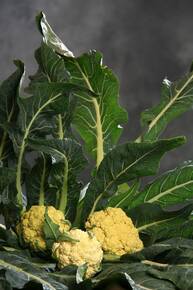 Image: Broccolo-di-Torbole-ph-M_imagefullwide