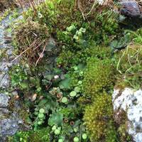 Image: Bryophytes_creativecommonslicence