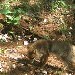 Image: c0838e0b-b445-4afd-81dd-72c5914d303d