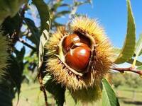Immagine: castagne in Trentino
