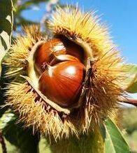 Image: castagne