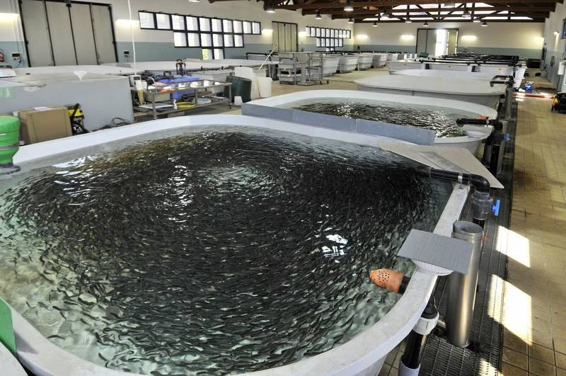 Immagine: centro ittico