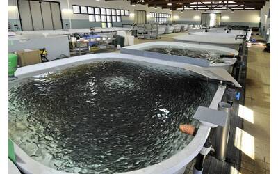 Image: centro ittico