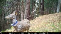 Immagine: cervi ripresi dalle fototrappole della Fondazione Mach (1)