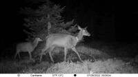 Immagine: cervi ripresi dalle fototrappole della Fondazione Mach (2)
