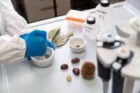 Image: Chestnut project