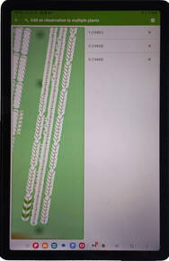 Immagine: client-observation interfaccia grafica dell'applicazione in modalità aggiungi osservazione a più piante