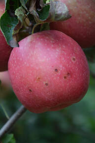 Image: Danni su frutto da Glomerella