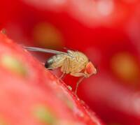 Immagine: Drosophila suzukii