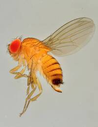 Immagine: DrosophilaSuzukiiOk