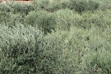 6a Giornata tecnica olivicoltura delle regioni produttive Nord Italia e Slovenia