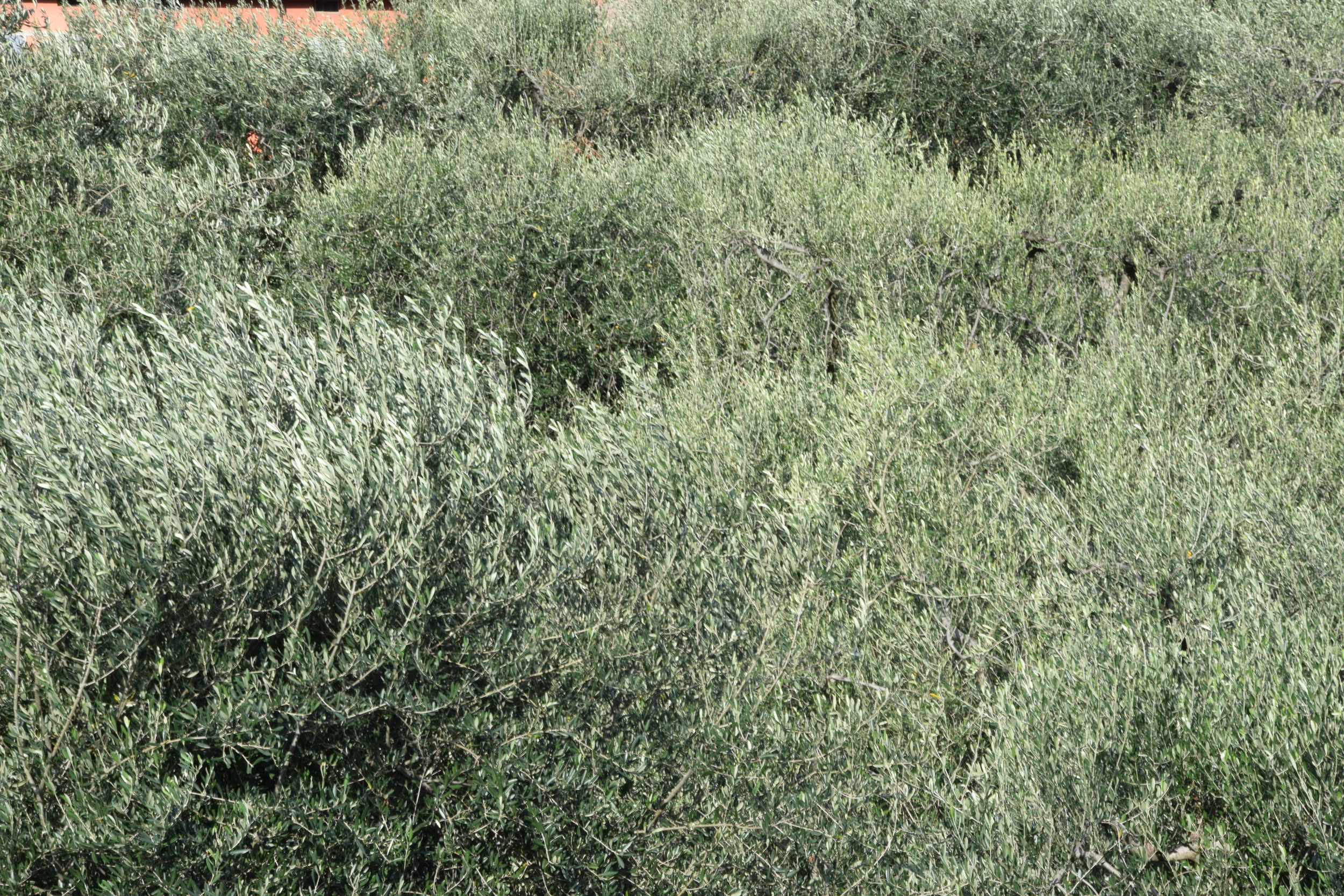 Immagine: DSC_0004 (3)