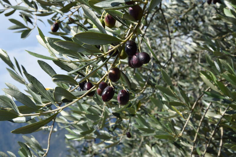 4a Giornata tecnica olivicoltura delle regioni produttive Nord Italia e Slovenia