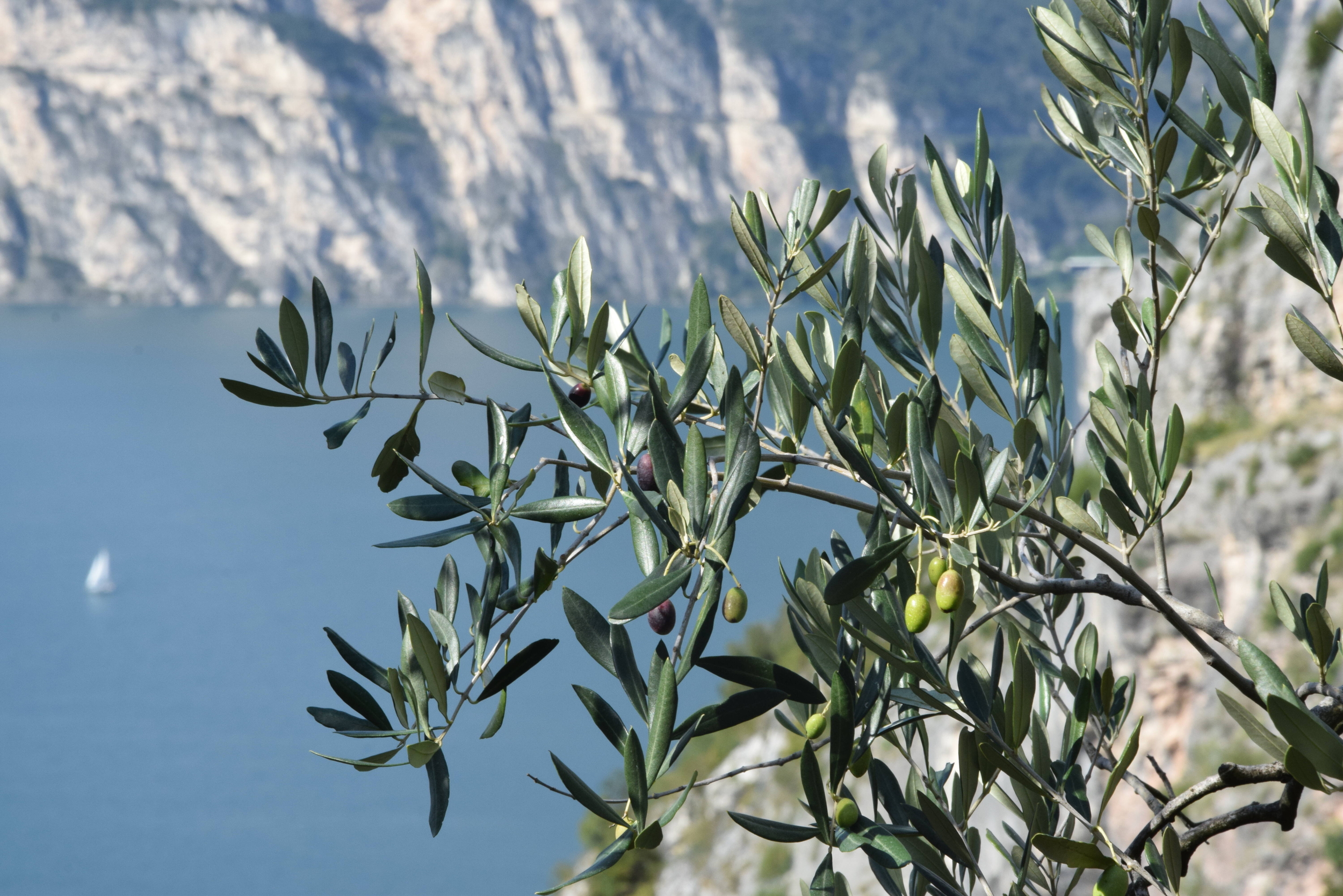 Immagine: DSC_0022 (2)
