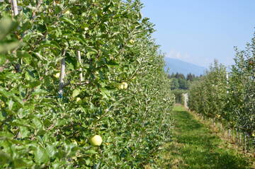 Open Day at the Denno Experimental Orchard 2025