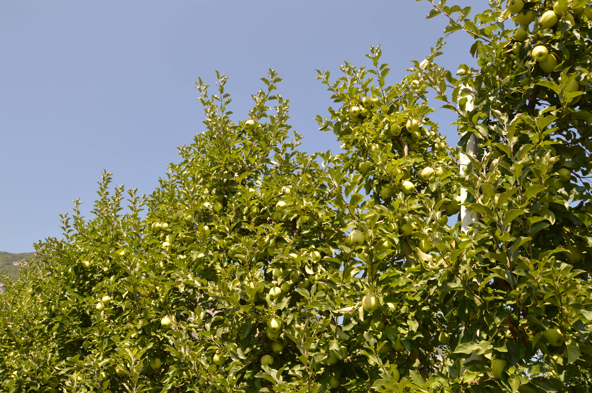 Image: DSC_0126