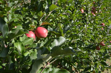 Bilancio fitosanitario 2024 e 2025 delle Pomacee