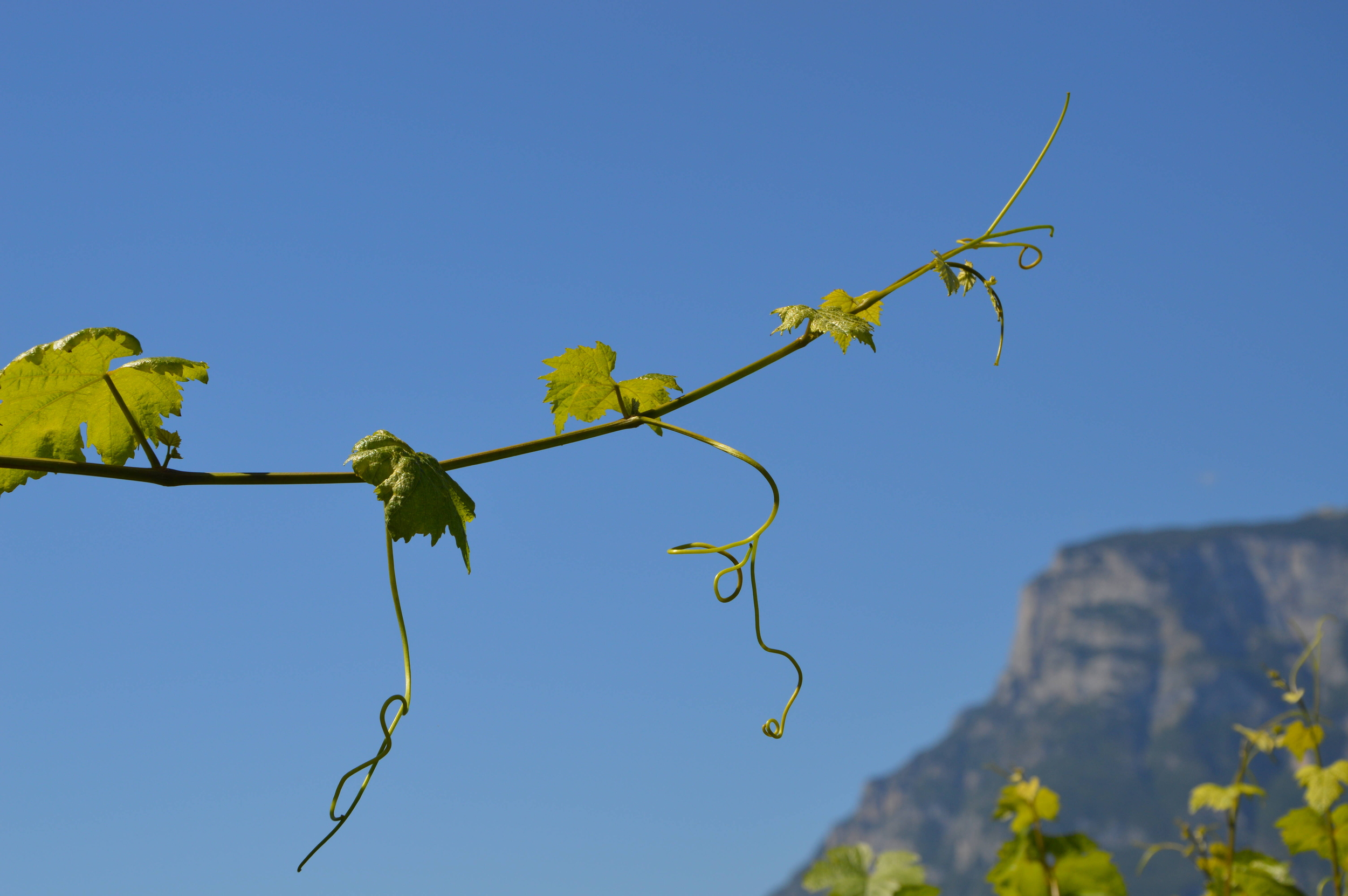 Immagine: DSC_0690