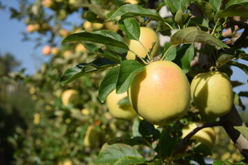29a Giornata tecnica frutticola