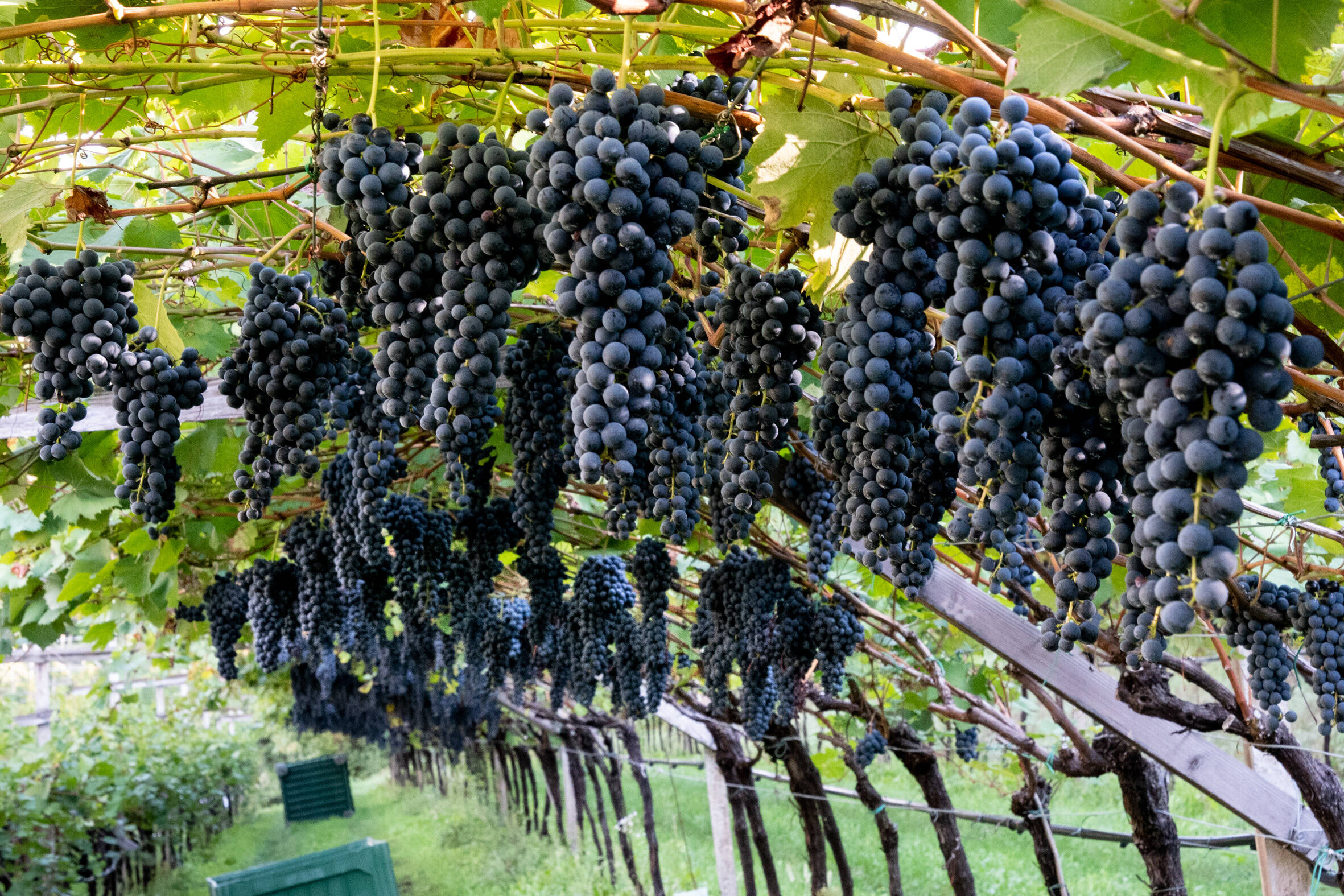 Immagine: FEM vendemmia 2022 1542 LR