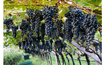 Image: FEM vendemmia 2022 1542 LR