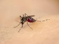 Immagine: Femmina di zanzara tigre (Aedes albopictus) con pasto di sangue - arch. FEM