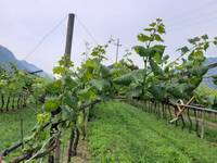 Immagine: FLAVESCENZA DORATA 2